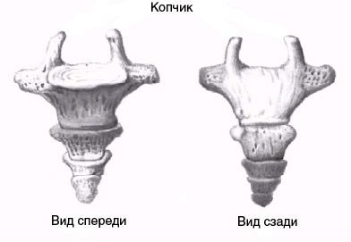 Копчик