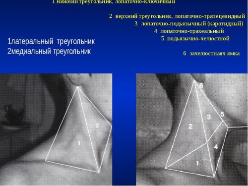 Строение шеи фото