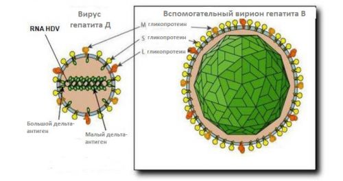 Особенности вируса гепатита D