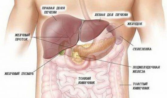 Расположение печени