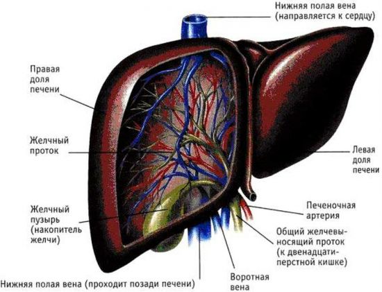 Печень