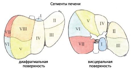 Какие функции выполняет кровеносная система насекомых участие в газообмене транспорт газов