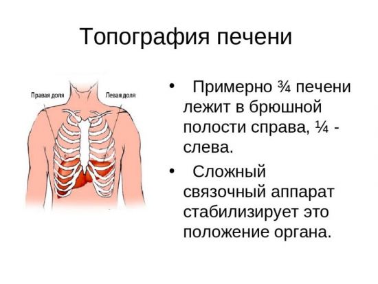 Какие функции выполняет кровеносная система насекомых участие в газообмене транспорт газов