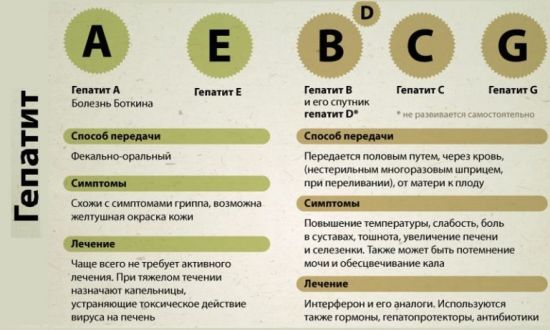 Какие функции выполняет кровеносная система насекомых участие в газообмене транспорт газов