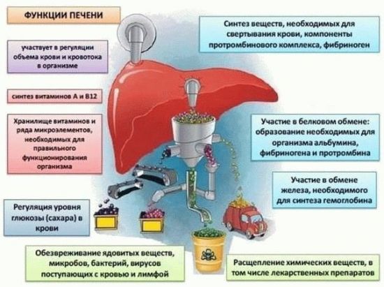 Функции печени